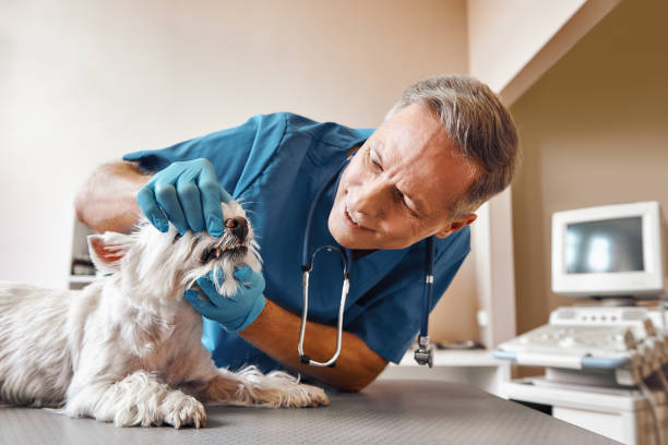 Best 24-Hour Emergency Dentist in Agler Estates, FL